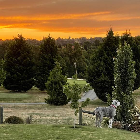 Meet your Posher, Nicky - Picture 1 of 1